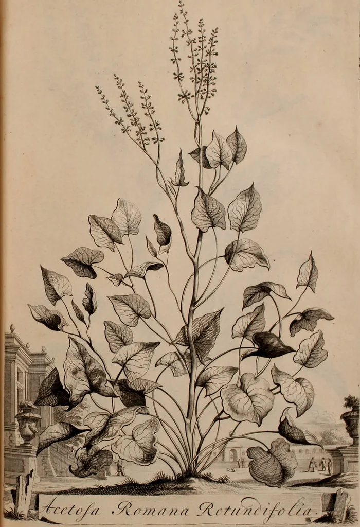 An illustration from Naauwkeurige beschryving der aardgewassen, waar in de veelerley aart en bijzondere eigenschappen der boomen, heesters, kruyden, bloemen, met haare vrugten, zaden, wortelen en bollen, neevens derzelver waare voort-teeling, gelukkige aanwinning, en heylzaame genees-krachten ... beschreeven worden;, 1696, leaf 328