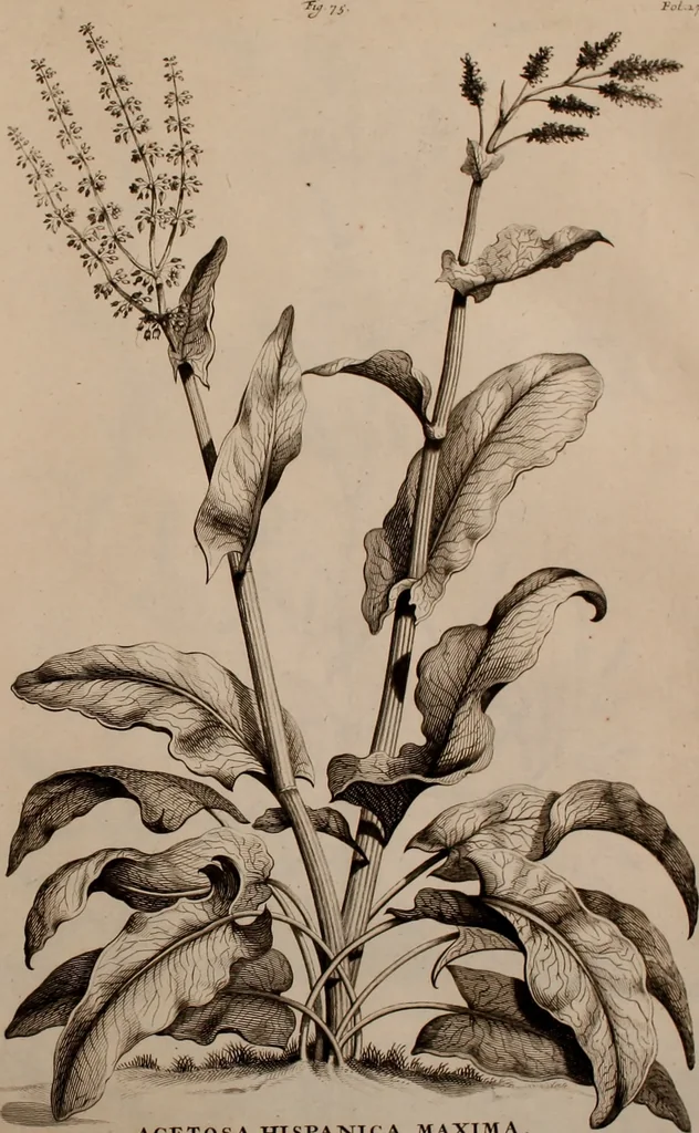 An illustration from Naauwkeurige beschryving der aardgewassen, waar in de veelerley aart en bijzondere eigenschappen der boomen, heesters, kruyden, bloemen, met haare vrugten, zaden, wortelen en bollen, neevens derzelver waare voort-teeling, gelukkige aanwinning, en heylzaame genees-krachten ... beschreeven worden;, 1696, leaf 330