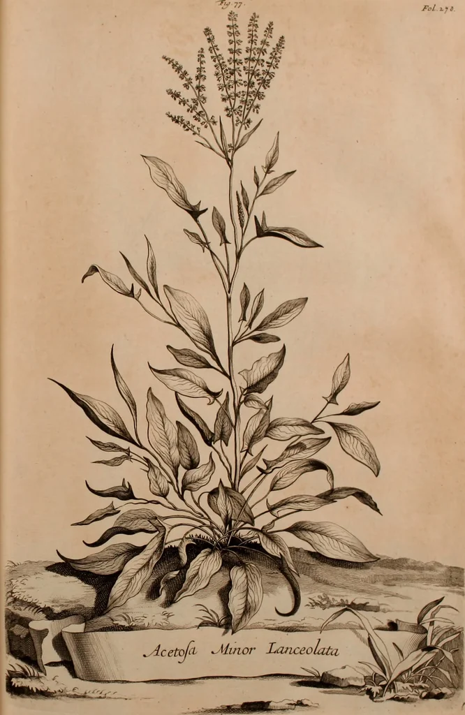 An illustration from Naauwkeurige beschryving der aardgewassen, waar in de veelerley aart en bijzondere eigenschappen der boomen, heesters, kruyden, bloemen, met haare vrugten, zaden, wortelen en bollen, neevens derzelver waare voort-teeling, gelukkige aanwinning, en heylzaame genees-krachten ... beschreeven worden;, 1696, leaf 334