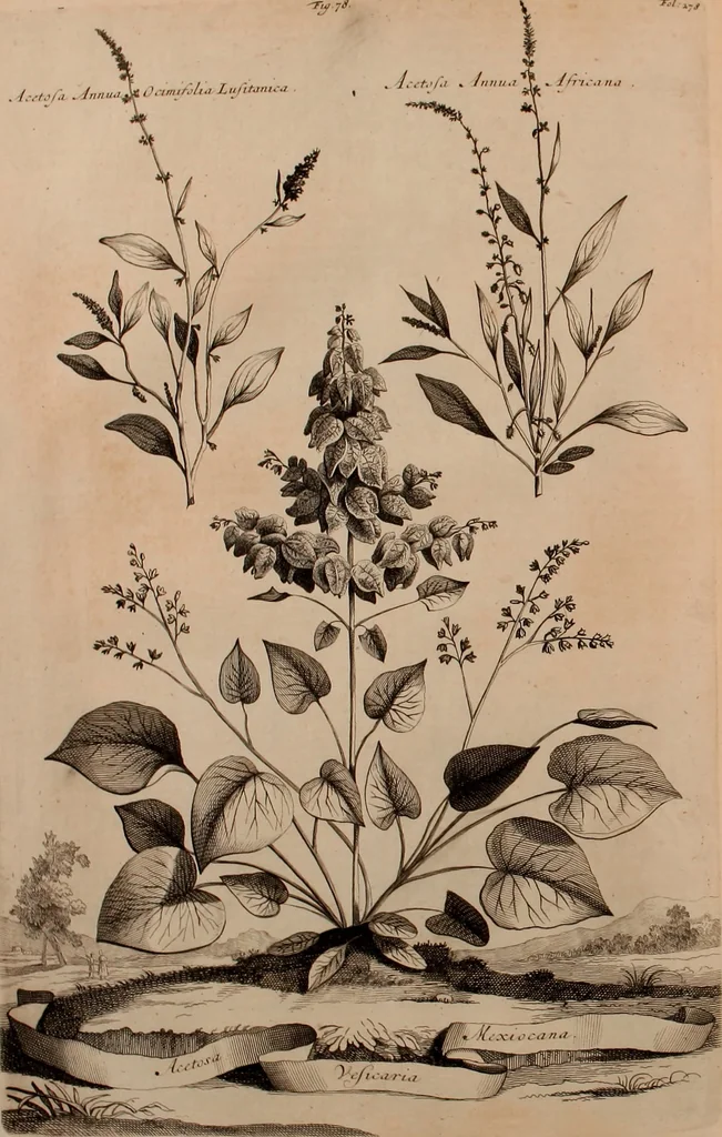 An illustration from Naauwkeurige beschryving der aardgewassen, waar in de veelerley aart en bijzondere eigenschappen der boomen, heesters, kruyden, bloemen, met haare vrugten, zaden, wortelen en bollen, neevens derzelver waare voort-teeling, gelukkige aanwinning, en heylzaame genees-krachten ... beschreeven worden;, 1696, leaf 337