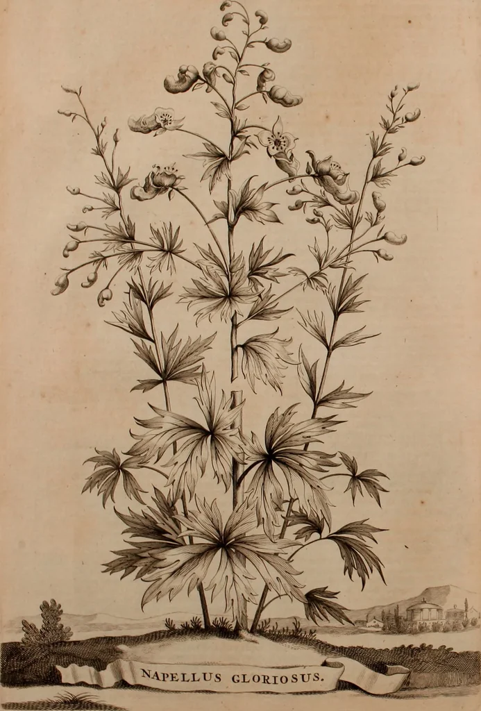 An illustration from Naauwkeurige beschryving der aardgewassen, waar in de veelerley aart en bijzondere eigenschappen der boomen, heesters, kruyden, bloemen, met haare vrugten, zaden, wortelen en bollen, neevens derzelver waare voort-teeling, gelukkige aanwinning, en heylzaame genees-krachten ... beschreeven worden;, 1696, leaf 341