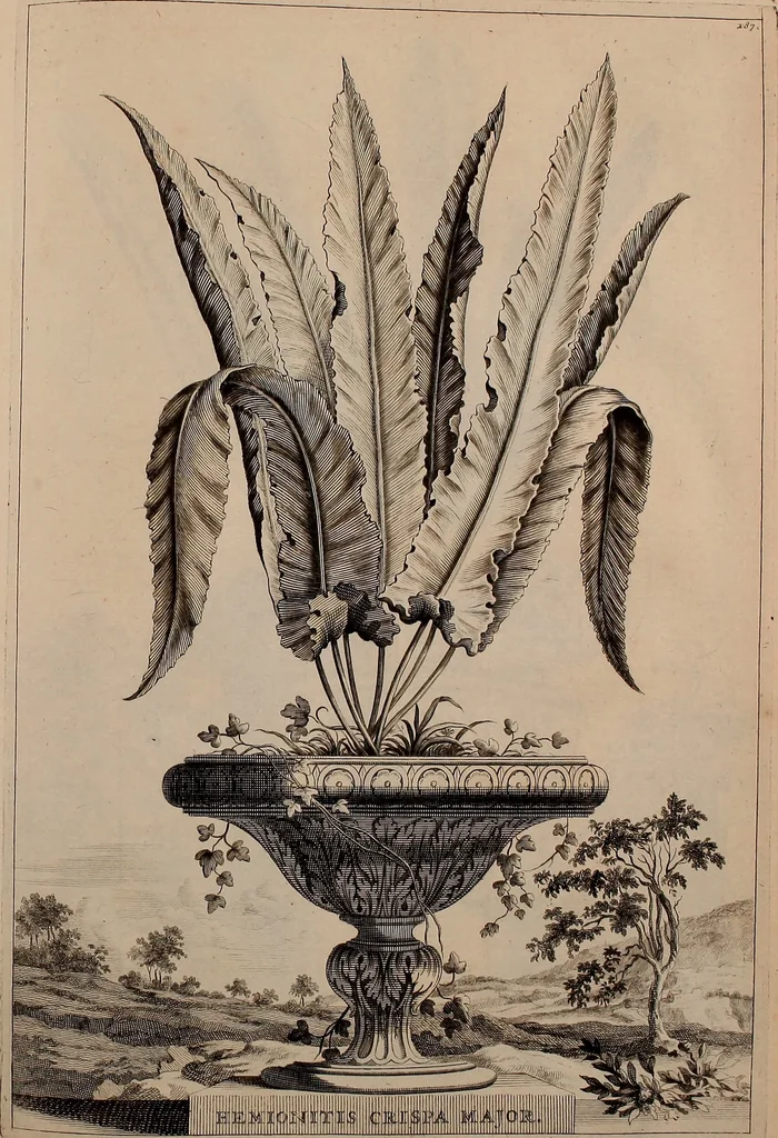 An illustration from Naauwkeurige beschryving der aardgewassen, waar in de veelerley aart en bijzondere eigenschappen der boomen, heesters, kruyden, bloemen, met haare vrugten, zaden, wortelen en bollen, neevens derzelver waare voort-teeling, gelukkige aanwinning, en heylzaame genees-krachten ... beschreeven worden;, 1696, leaf 348