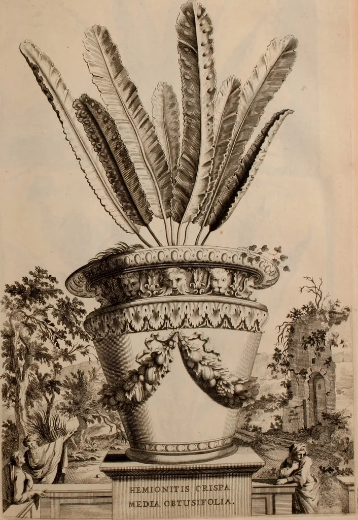 An illustration from Naauwkeurige beschryving der aardgewassen, waar in de veelerley aart en bijzondere eigenschappen der boomen, heesters, kruyden, bloemen, met haare vrugten, zaden, wortelen en bollen, neevens derzelver waare voort-teeling, gelukkige aanwinning, en heylzaame genees-krachten ... beschreeven worden;, 1696, leaf 350