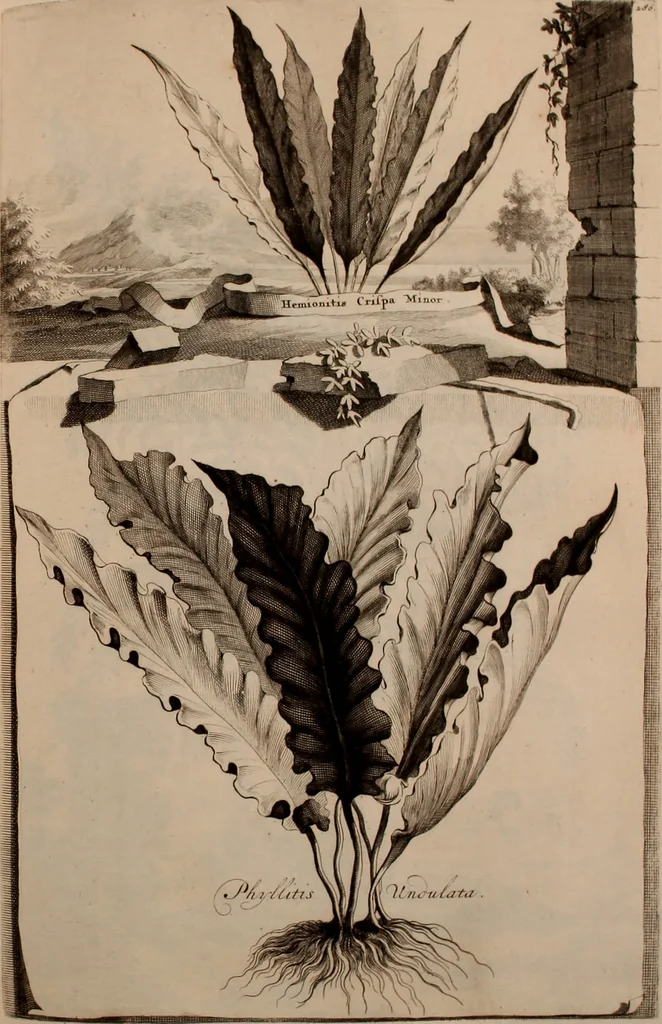 An illustration from Naauwkeurige beschryving der aardgewassen, waar in de veelerley aart en bijzondere eigenschappen der boomen, heesters, kruyden, bloemen, met haare vrugten, zaden, wortelen en bollen, neevens derzelver waare voort-teeling, gelukkige aanwinning, en heylzaame genees-krachten ... beschreeven worden;, 1696, leaf 352