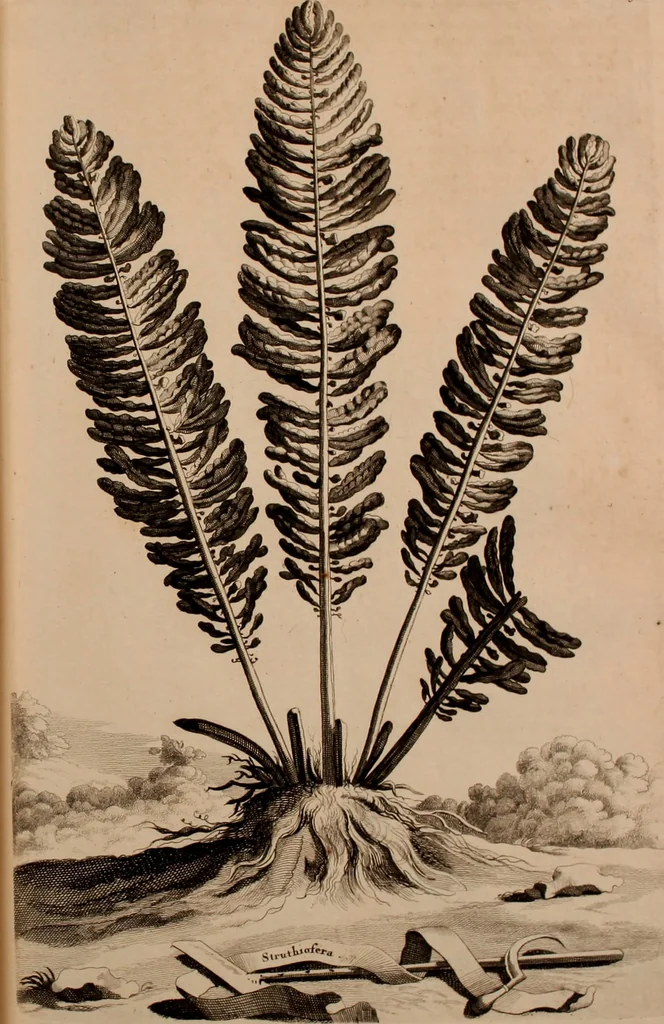 An illustration from Naauwkeurige beschryving der aardgewassen, waar in de veelerley aart en bijzondere eigenschappen der boomen, heesters, kruyden, bloemen, met haare vrugten, zaden, wortelen en bollen, neevens derzelver waare voort-teeling, gelukkige aanwinning, en heylzaame genees-krachten ... beschreeven worden;, 1696, leaf 360