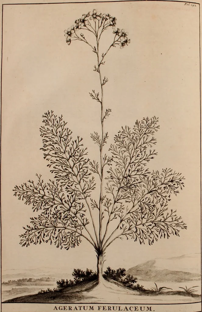 An illustration from Naauwkeurige beschryving der aardgewassen, waar in de veelerley aart en bijzondere eigenschappen der boomen, heesters, kruyden, bloemen, met haare vrugten, zaden, wortelen en bollen, neevens derzelver waare voort-teeling, gelukkige aanwinning, en heylzaame genees-krachten ... beschreeven worden;, 1696, leaf 363