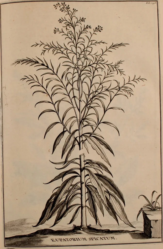An illustration from Naauwkeurige beschryving der aardgewassen, waar in de veelerley aart en bijzondere eigenschappen der boomen, heesters, kruyden, bloemen, met haare vrugten, zaden, wortelen en bollen, neevens derzelver waare voort-teeling, gelukkige aanwinning, en heylzaame genees-krachten ... beschreeven worden;, 1696, leaf 366
