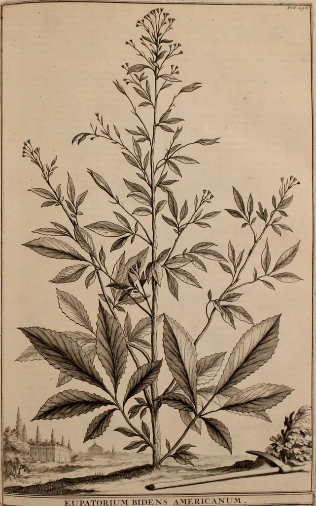 An illustration from Naauwkeurige beschryving der aardgewassen, waar in de veelerley aart en bijzondere eigenschappen der boomen, heesters, kruyden, bloemen, met haare vrugten, zaden, wortelen en bollen, neevens derzelver waare voort-teeling, gelukkige aanwinning, en heylzaame genees-krachten ... beschreeven worden;, 1696, leaf 368