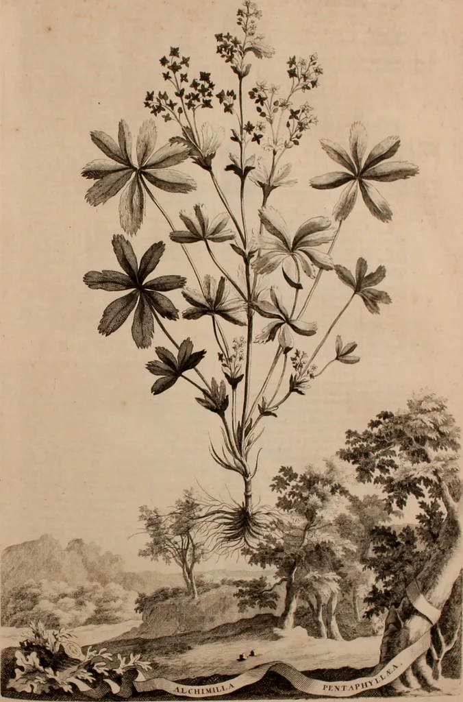 An illustration from Naauwkeurige beschryving der aardgewassen, waar in de veelerley aart en bijzondere eigenschappen der boomen, heesters, kruyden, bloemen, met haare vrugten, zaden, wortelen en bollen, neevens derzelver waare voort-teeling, gelukkige aanwinning, en heylzaame genees-krachten ... beschreeven worden;, 1696, leaf 372
