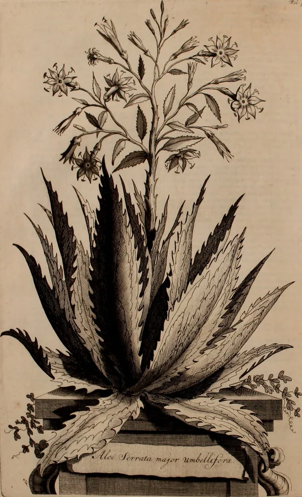 An illustration from Naauwkeurige beschryving der aardgewassen, waar in de veelerley aart en bijzondere eigenschappen der boomen, heesters, kruyden, bloemen, met haare vrugten, zaden, wortelen en bollen, neevens derzelver waare voort-teeling, gelukkige aanwinning, en heylzaame genees-krachten ... beschreeven worden;, 1696, leaf 379