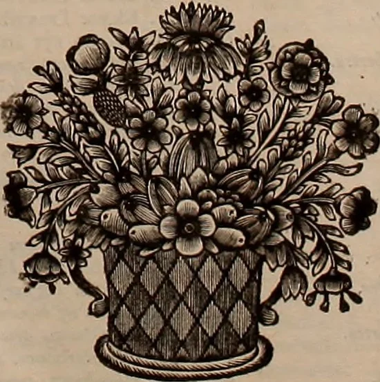 An illustration from Naauwkeurige beschryving der aardgewassen, waar in de veelerley aart en bijzondere eigenschappen der boomen, heesters, kruyden, bloemen, met haare vrugten, zaden, wortelen en bollen, neevens derzelver waare voort-teeling, gelukkige aanwinning, en heylzaame genees-krachten ... beschreeven worden;, 1696, leaf 38