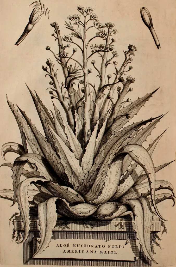 An illustration from Naauwkeurige beschryving der aardgewassen, waar in de veelerley aart en bijzondere eigenschappen der boomen, heesters, kruyden, bloemen, met haare vrugten, zaden, wortelen en bollen, neevens derzelver waare voort-teeling, gelukkige aanwinning, en heylzaame genees-krachten ... beschreeven worden;, 1696, leaf 381