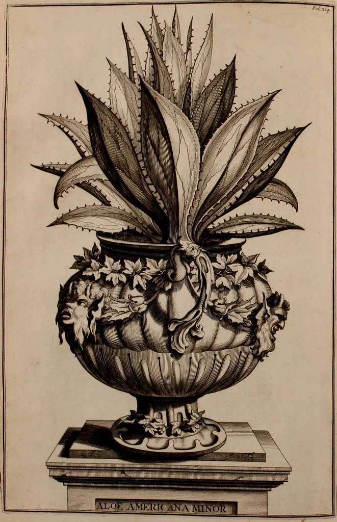 An illustration from Naauwkeurige beschryving der aardgewassen, waar in de veelerley aart en bijzondere eigenschappen der boomen, heesters, kruyden, bloemen, met haare vrugten, zaden, wortelen en bollen, neevens derzelver waare voort-teeling, gelukkige aanwinning, en heylzaame genees-krachten ... beschreeven worden;, 1696, leaf 385