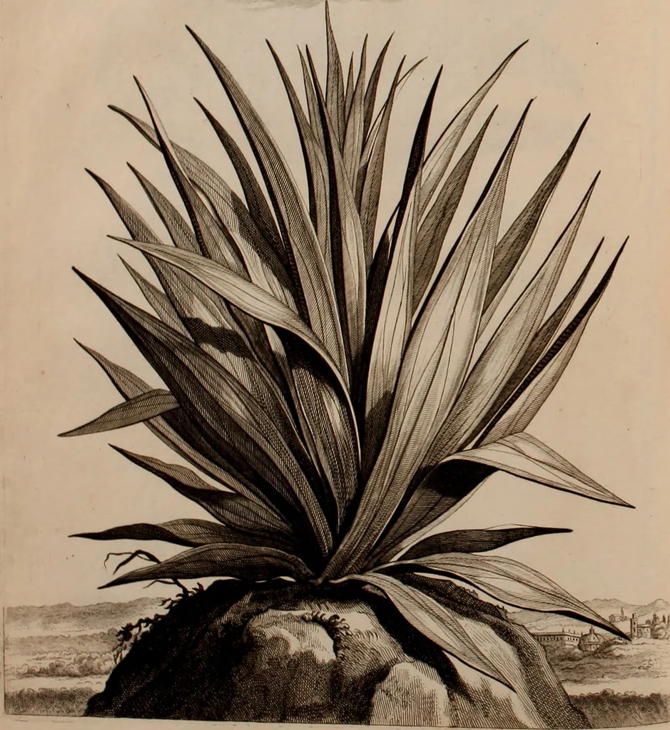 An illustration from Naauwkeurige beschryving der aardgewassen, waar in de veelerley aart en bijzondere eigenschappen der boomen, heesters, kruyden, bloemen, met haare vrugten, zaden, wortelen en bollen, neevens derzelver waare voort-teeling, gelukkige aanwinning, en heylzaame genees-krachten ... beschreeven worden;, 1696, leaf 387