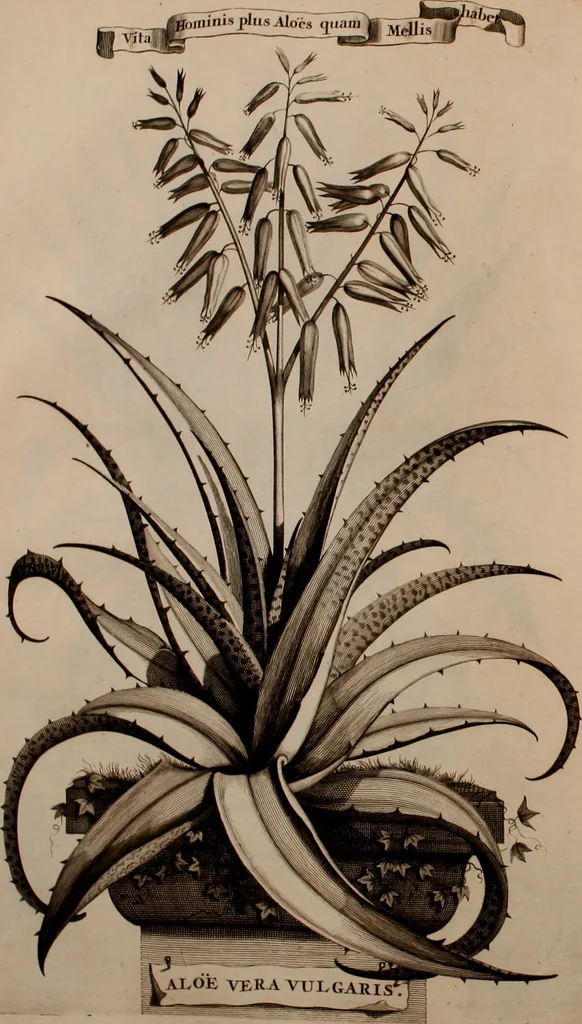 An illustration from Naauwkeurige beschryving der aardgewassen, waar in de veelerley aart en bijzondere eigenschappen der boomen, heesters, kruyden, bloemen, met haare vrugten, zaden, wortelen en bollen, neevens derzelver waare voort-teeling, gelukkige aanwinning, en heylzaame genees-krachten ... beschreeven worden;, 1696, leaf 391