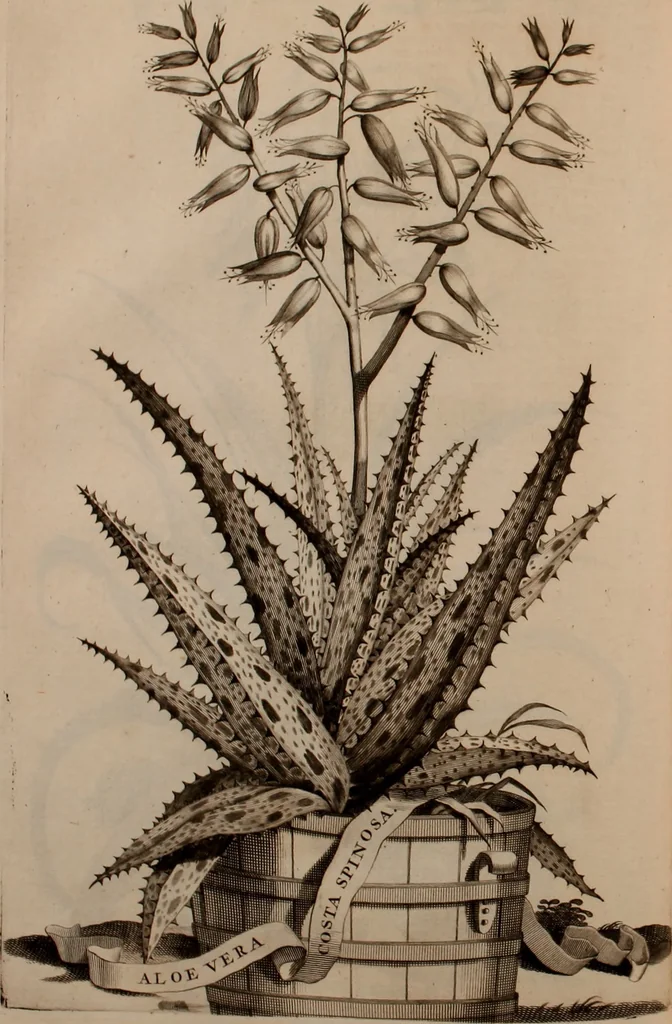 An illustration from Naauwkeurige beschryving der aardgewassen, waar in de veelerley aart en bijzondere eigenschappen der boomen, heesters, kruyden, bloemen, met haare vrugten, zaden, wortelen en bollen, neevens derzelver waare voort-teeling, gelukkige aanwinning, en heylzaame genees-krachten ... beschreeven worden;, 1696, leaf 393