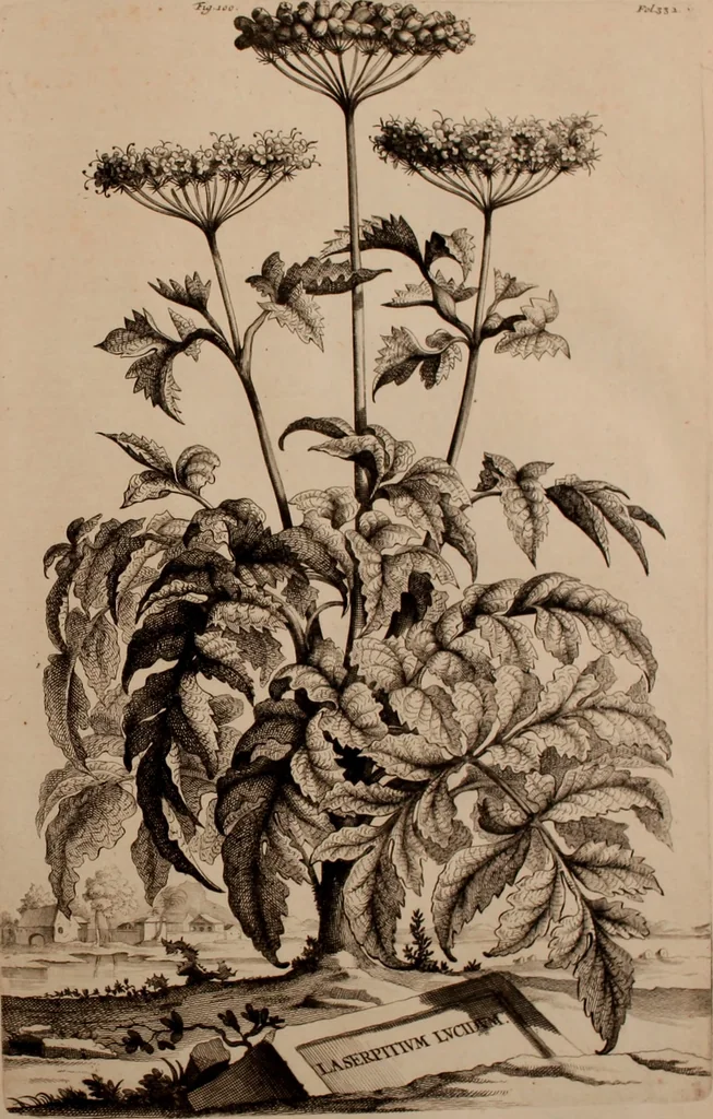 An illustration from Naauwkeurige beschryving der aardgewassen, waar in de veelerley aart en bijzondere eigenschappen der boomen, heesters, kruyden, bloemen, met haare vrugten, zaden, wortelen en bollen, neevens derzelver waare voort-teeling, gelukkige aanwinning, en heylzaame genees-krachten ... beschreeven worden;, 1696, leaf 408