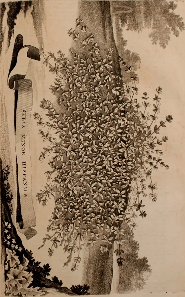 An illustration from Naauwkeurige beschryving der aardgewassen, waar in de veelerley aart en bijzondere eigenschappen der boomen, heesters, kruyden, bloemen, met haare vrugten, zaden, wortelen en bollen, neevens derzelver waare voort-teeling, gelukkige aanwinning, en heylzaame genees-krachten ... beschreeven worden;, 1696, leaf 418