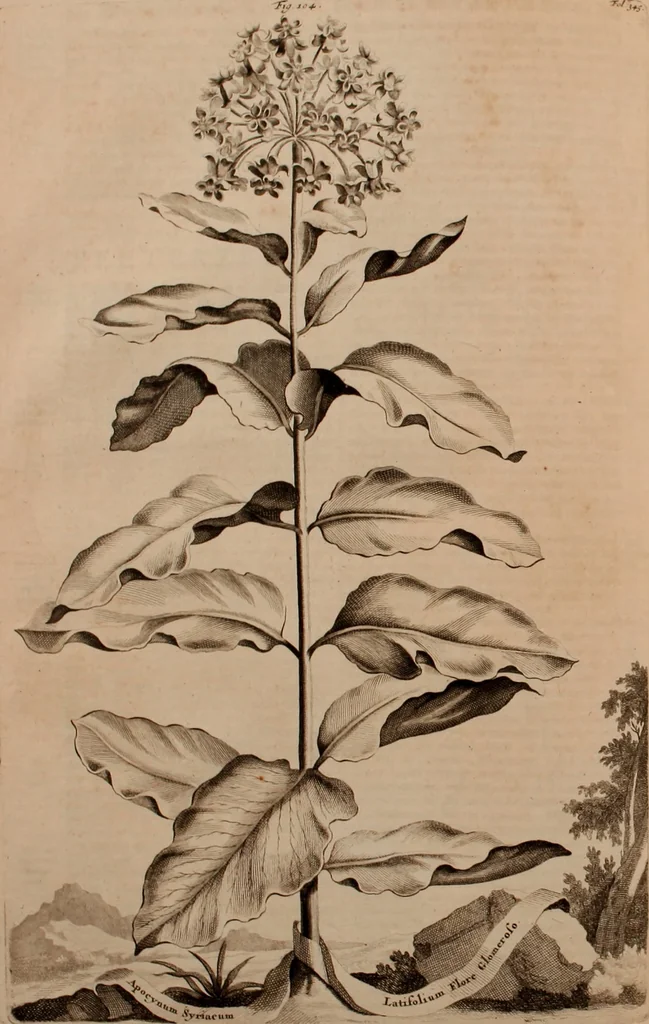 An illustration from Naauwkeurige beschryving der aardgewassen, waar in de veelerley aart en bijzondere eigenschappen der boomen, heesters, kruyden, bloemen, met haare vrugten, zaden, wortelen en bollen, neevens derzelver waare voort-teeling, gelukkige aanwinning, en heylzaame genees-krachten ... beschreeven worden;, 1696, leaf 423
