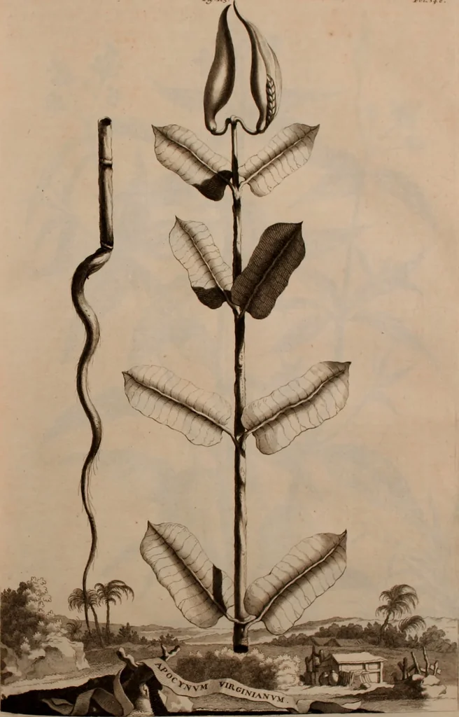 An illustration from Naauwkeurige beschryving der aardgewassen, waar in de veelerley aart en bijzondere eigenschappen der boomen, heesters, kruyden, bloemen, met haare vrugten, zaden, wortelen en bollen, neevens derzelver waare voort-teeling, gelukkige aanwinning, en heylzaame genees-krachten ... beschreeven worden;, 1696, leaf 426