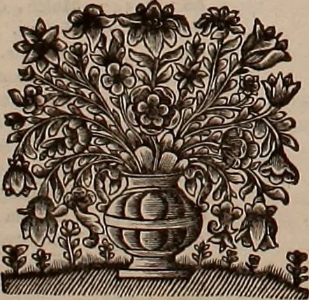 An illustration from Naauwkeurige beschryving der aardgewassen, waar in de veelerley aart en bijzondere eigenschappen der boomen, heesters, kruyden, bloemen, met haare vrugten, zaden, wortelen en bollen, neevens derzelver waare voort-teeling, gelukkige aanwinning, en heylzaame genees-krachten ... beschreeven worden;, 1696, leaf 43