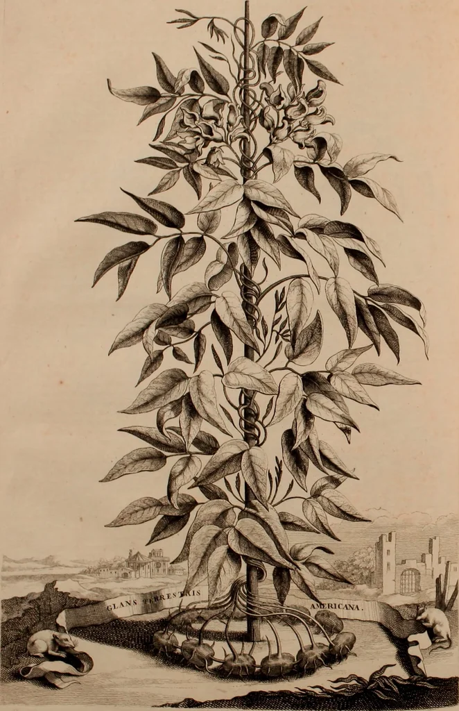 An illustration from Naauwkeurige beschryving der aardgewassen, waar in de veelerley aart en bijzondere eigenschappen der boomen, heesters, kruyden, bloemen, met haare vrugten, zaden, wortelen en bollen, neevens derzelver waare voort-teeling, gelukkige aanwinning, en heylzaame genees-krachten ... beschreeven worden;, 1696, leaf 431