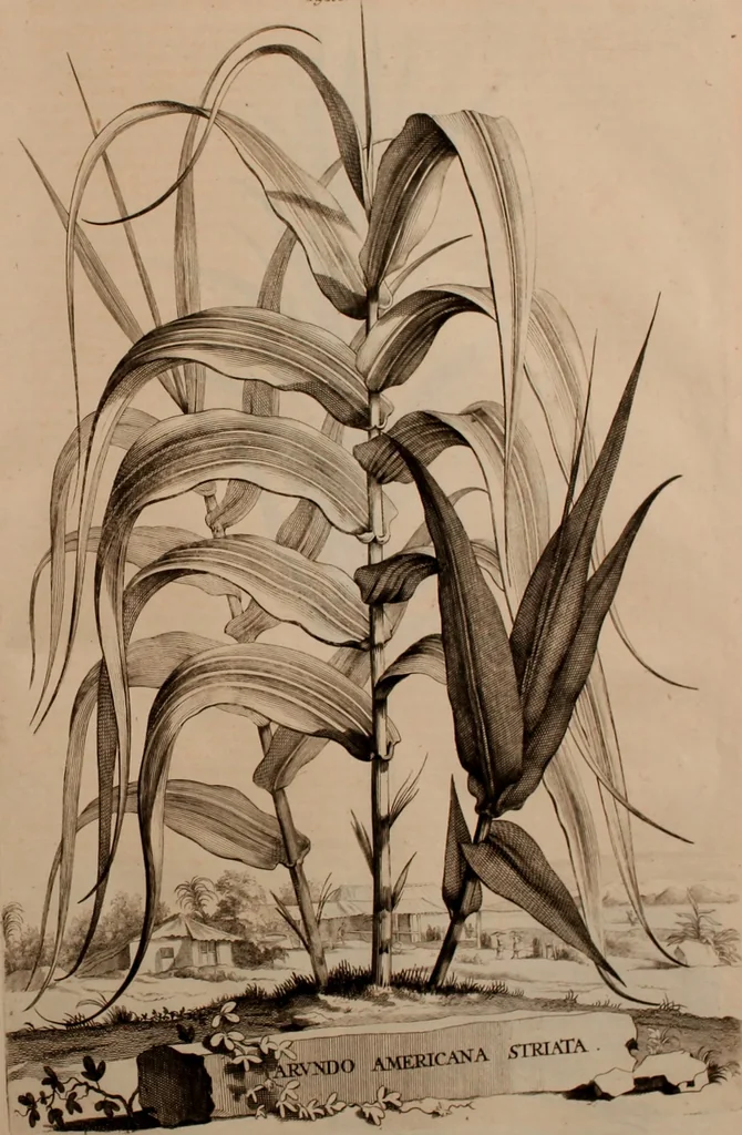 An illustration from Naauwkeurige beschryving der aardgewassen, waar in de veelerley aart en bijzondere eigenschappen der boomen, heesters, kruyden, bloemen, met haare vrugten, zaden, wortelen en bollen, neevens derzelver waare voort-teeling, gelukkige aanwinning, en heylzaame genees-krachten ... beschreeven worden;, 1696, leaf 442