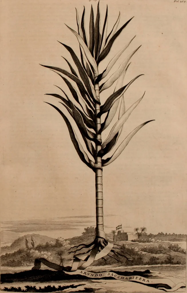 An illustration from Naauwkeurige beschryving der aardgewassen, waar in de veelerley aart en bijzondere eigenschappen der boomen, heesters, kruyden, bloemen, met haare vrugten, zaden, wortelen en bollen, neevens derzelver waare voort-teeling, gelukkige aanwinning, en heylzaame genees-krachten ... beschreeven worden;, 1696, leaf 444