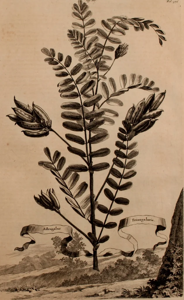 An illustration from Naauwkeurige beschryving der aardgewassen, waar in de veelerley aart en bijzondere eigenschappen der boomen, heesters, kruyden, bloemen, met haare vrugten, zaden, wortelen en bollen, neevens derzelver waare voort-teeling, gelukkige aanwinning, en heylzaame genees-krachten ... beschreeven worden;, 1696, leaf 450