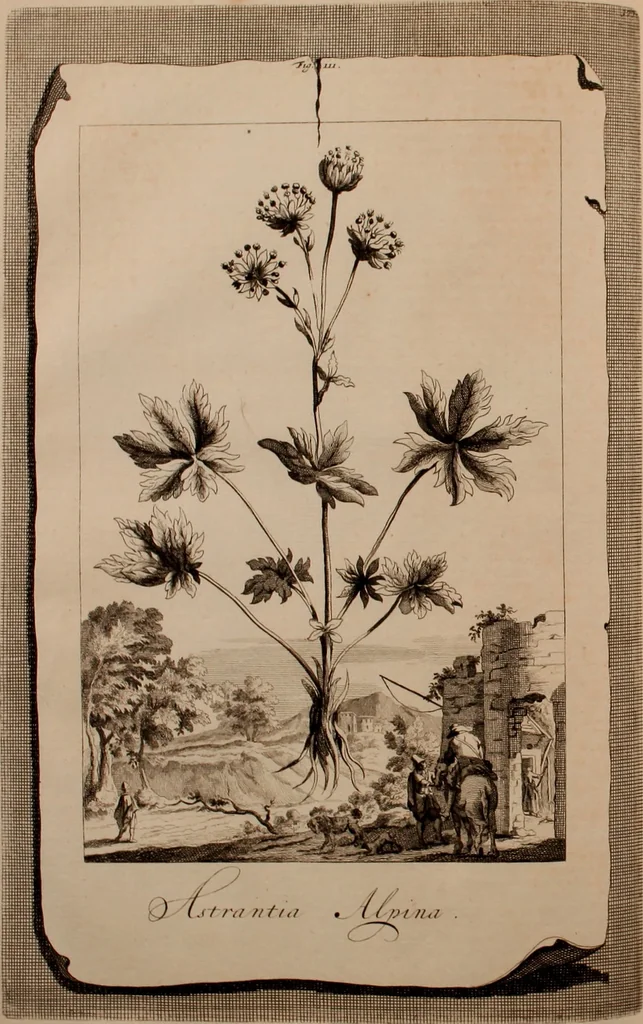 An illustration from Naauwkeurige beschryving der aardgewassen, waar in de veelerley aart en bijzondere eigenschappen der boomen, heesters, kruyden, bloemen, met haare vrugten, zaden, wortelen en bollen, neevens derzelver waare voort-teeling, gelukkige aanwinning, en heylzaame genees-krachten ... beschreeven worden;, 1696, leaf 453