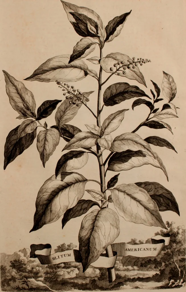 An illustration from Naauwkeurige beschryving der aardgewassen, waar in de veelerley aart en bijzondere eigenschappen der boomen, heesters, kruyden, bloemen, met haare vrugten, zaden, wortelen en bollen, neevens derzelver waare voort-teeling, gelukkige aanwinning, en heylzaame genees-krachten ... beschreeven worden;, 1696, leaf 456