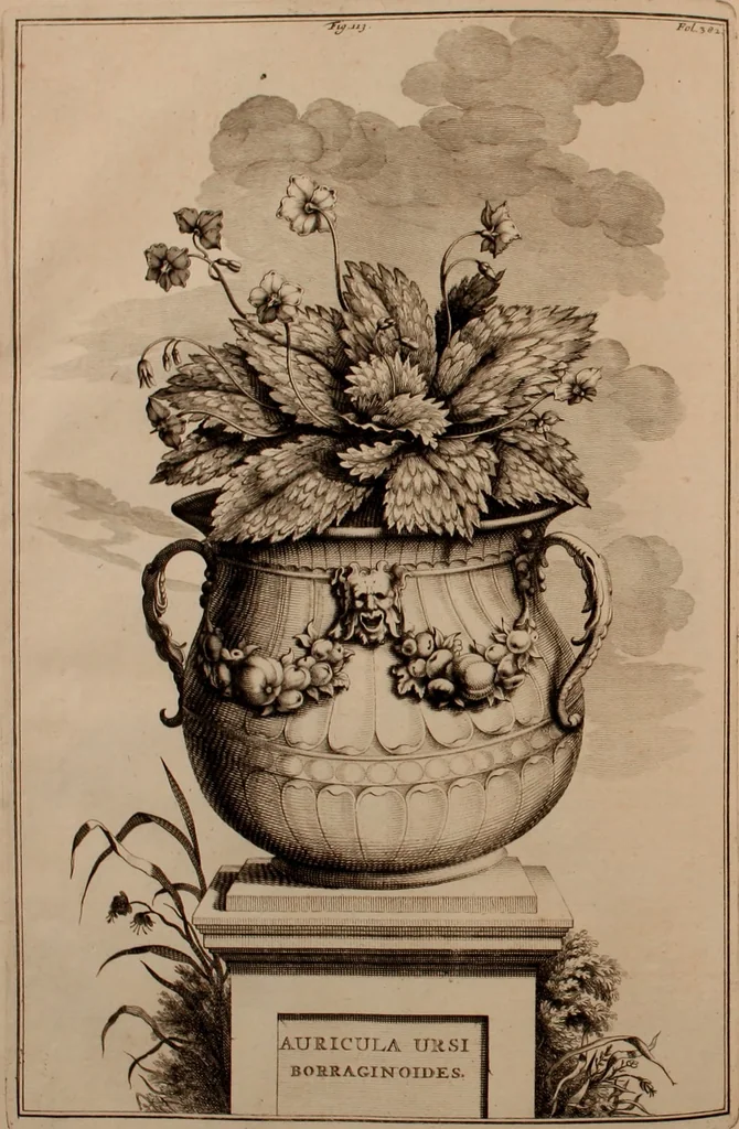 An illustration from Naauwkeurige beschryving der aardgewassen, waar in de veelerley aart en bijzondere eigenschappen der boomen, heesters, kruyden, bloemen, met haare vrugten, zaden, wortelen en bollen, neevens derzelver waare voort-teeling, gelukkige aanwinning, en heylzaame genees-krachten ... beschreeven worden;, 1696, leaf 459