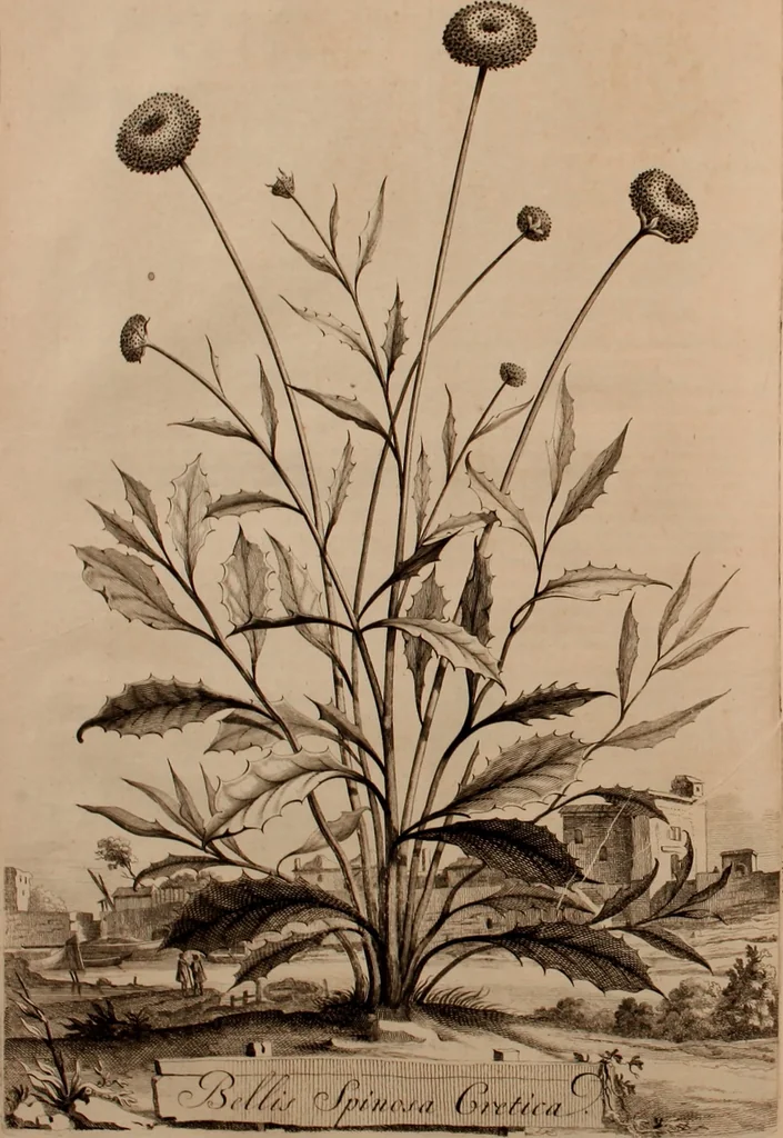 An illustration from Naauwkeurige beschryving der aardgewassen, waar in de veelerley aart en bijzondere eigenschappen der boomen, heesters, kruyden, bloemen, met haare vrugten, zaden, wortelen en bollen, neevens derzelver waare voort-teeling, gelukkige aanwinning, en heylzaame genees-krachten ... beschreeven worden;, 1696, leaf 465