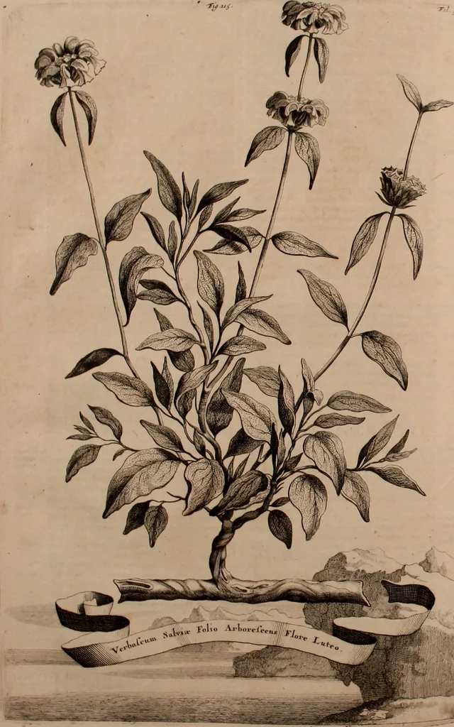 An illustration from Naauwkeurige beschryving der aardgewassen, waar in de veelerley aart en bijzondere eigenschappen der boomen, heesters, kruyden, bloemen, met haare vrugten, zaden, wortelen en bollen, neevens derzelver waare voort-teeling, gelukkige aanwinning, en heylzaame genees-krachten ... beschreeven worden;, 1696, leaf 471