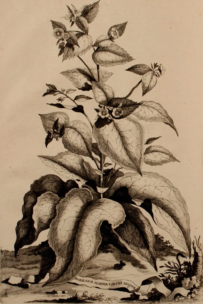 An illustration from Naauwkeurige beschryving der aardgewassen, waar in de veelerley aart en bijzondere eigenschappen der boomen, heesters, kruyden, bloemen, met haare vrugten, zaden, wortelen en bollen, neevens derzelver waare voort-teeling, gelukkige aanwinning, en heylzaame genees-krachten ... beschreeven worden;, 1696, leaf 479