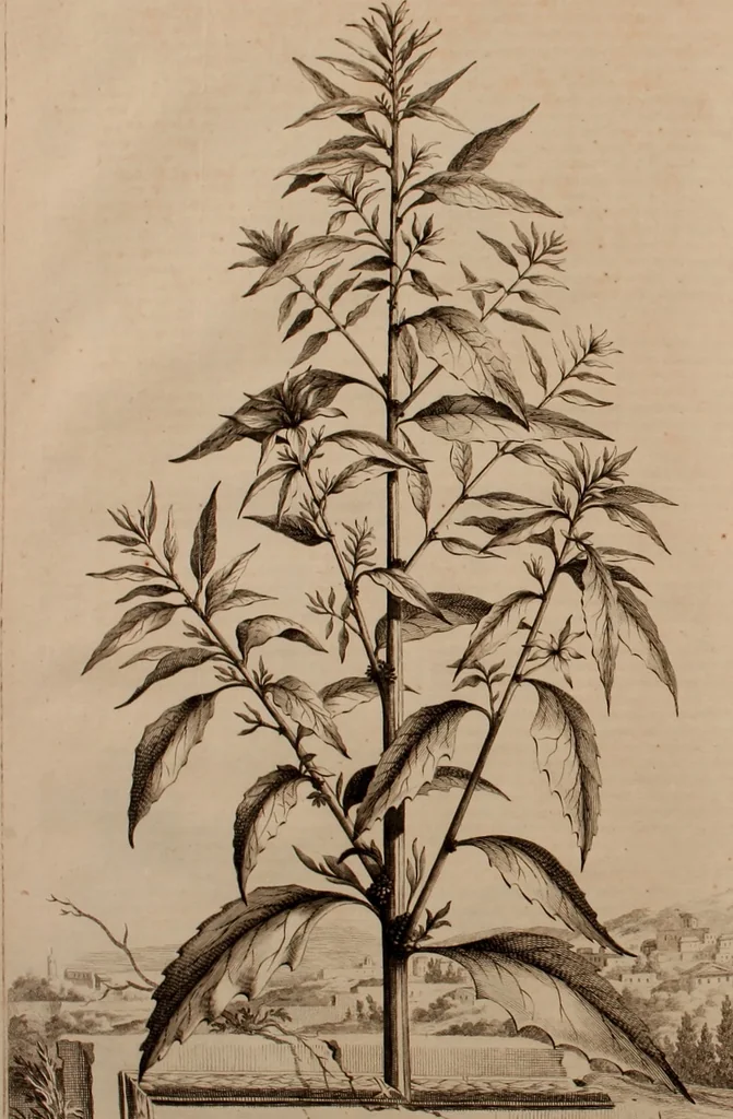 An illustration from Naauwkeurige beschryving der aardgewassen, waar in de veelerley aart en bijzondere eigenschappen der boomen, heesters, kruyden, bloemen, met haare vrugten, zaden, wortelen en bollen, neevens derzelver waare voort-teeling, gelukkige aanwinning, en heylzaame genees-krachten ... beschreeven worden;, 1696, leaf 483