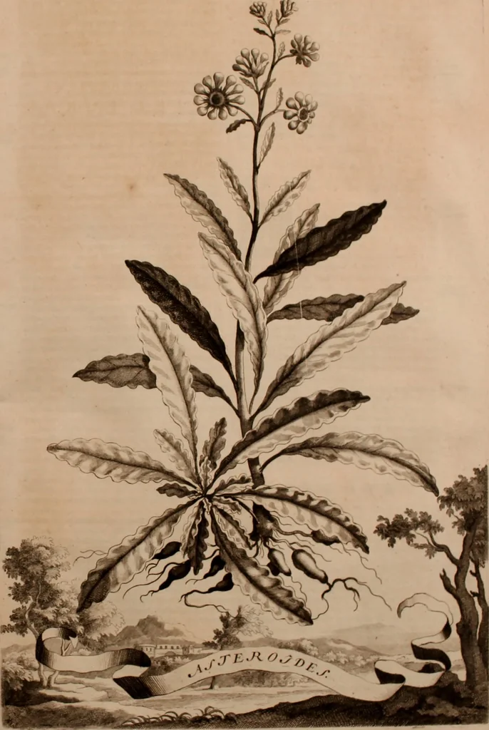 An illustration from Naauwkeurige beschryving der aardgewassen, waar in de veelerley aart en bijzondere eigenschappen der boomen, heesters, kruyden, bloemen, met haare vrugten, zaden, wortelen en bollen, neevens derzelver waare voort-teeling, gelukkige aanwinning, en heylzaame genees-krachten ... beschreeven worden;, 1696, leaf 488