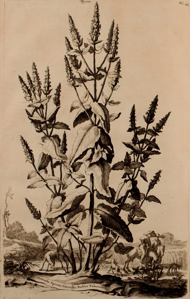 An illustration from Naauwkeurige beschryving der aardgewassen, waar in de veelerley aart en bijzondere eigenschappen der boomen, heesters, kruyden, bloemen, met haare vrugten, zaden, wortelen en bollen, neevens derzelver waare voort-teeling, gelukkige aanwinning, en heylzaame genees-krachten ... beschreeven worden;, 1696, leaf 495
