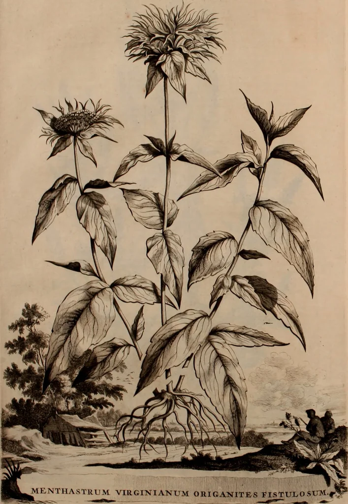 An illustration from Naauwkeurige beschryving der aardgewassen, waar in de veelerley aart en bijzondere eigenschappen der boomen, heesters, kruyden, bloemen, met haare vrugten, zaden, wortelen en bollen, neevens derzelver waare voort-teeling, gelukkige aanwinning, en heylzaame genees-krachten ... beschreeven worden;, 1696, leaf 497