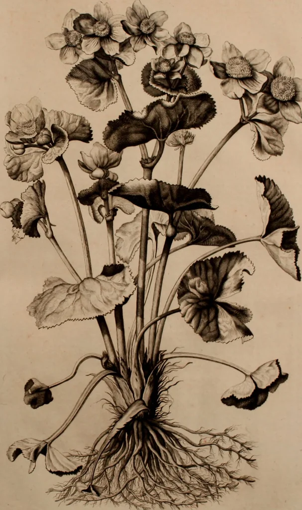 An illustration from Naauwkeurige beschryving der aardgewassen, waar in de veelerley aart en bijzondere eigenschappen der boomen, heesters, kruyden, bloemen, met haare vrugten, zaden, wortelen en bollen, neevens derzelver waare voort-teeling, gelukkige aanwinning, en heylzaame genees-krachten ... beschreeven worden;, 1696, leaf 504