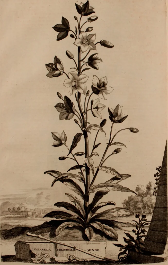 An illustration from Naauwkeurige beschryving der aardgewassen, waar in de veelerley aart en bijzondere eigenschappen der boomen, heesters, kruyden, bloemen, met haare vrugten, zaden, wortelen en bollen, neevens derzelver waare voort-teeling, gelukkige aanwinning, en heylzaame genees-krachten ... beschreeven worden;, 1696, leaf 507