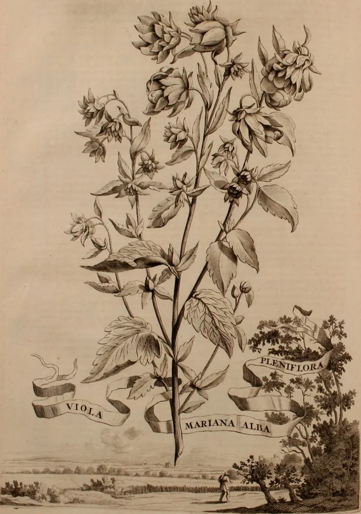 An illustration from Naauwkeurige beschryving der aardgewassen, waar in de veelerley aart en bijzondere eigenschappen der boomen, heesters, kruyden, bloemen, met haare vrugten, zaden, wortelen en bollen, neevens derzelver waare voort-teeling, gelukkige aanwinning, en heylzaame genees-krachten ... beschreeven worden;, 1696, leaf 511
