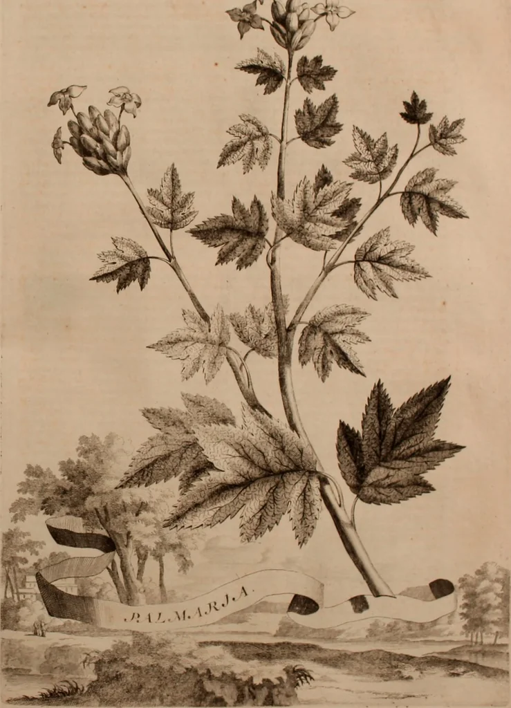 An illustration from Naauwkeurige beschryving der aardgewassen, waar in de veelerley aart en bijzondere eigenschappen der boomen, heesters, kruyden, bloemen, met haare vrugten, zaden, wortelen en bollen, neevens derzelver waare voort-teeling, gelukkige aanwinning, en heylzaame genees-krachten ... beschreeven worden;, 1696, leaf 514