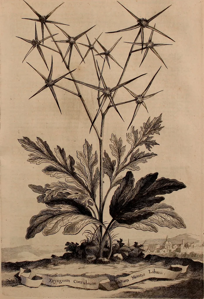 An illustration from Naauwkeurige beschryving der aardgewassen, waar in de veelerley aart en bijzondere eigenschappen der boomen, heesters, kruyden, bloemen, met haare vrugten, zaden, wortelen en bollen, neevens derzelver waare voort-teeling, gelukkige aanwinning, en heylzaame genees-krachten ... beschreeven worden;, 1696, leaf 524