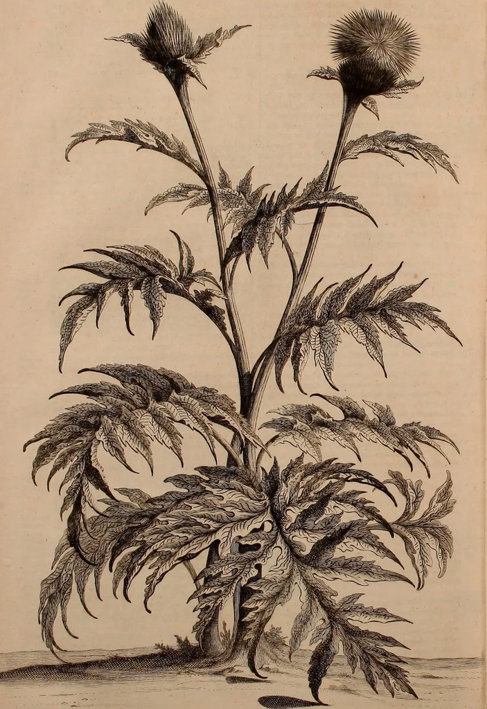 An illustration from Naauwkeurige beschryving der aardgewassen, waar in de veelerley aart en bijzondere eigenschappen der boomen, heesters, kruyden, bloemen, met haare vrugten, zaden, wortelen en bollen, neevens derzelver waare voort-teeling, gelukkige aanwinning, en heylzaame genees-krachten ... beschreeven worden;, 1696, leaf 531