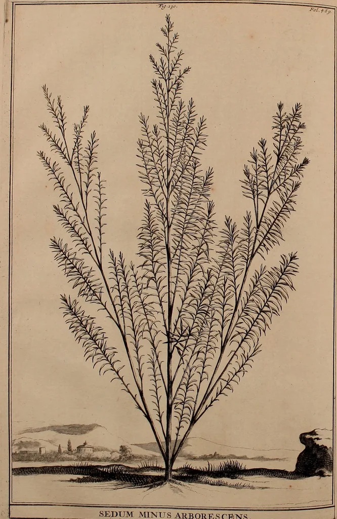 An illustration from Naauwkeurige beschryving der aardgewassen, waar in de veelerley aart en bijzondere eigenschappen der boomen, heesters, kruyden, bloemen, met haare vrugten, zaden, wortelen en bollen, neevens derzelver waare voort-teeling, gelukkige aanwinning, en heylzaame genees-krachten ... beschreeven worden;, 1696, leaf 537