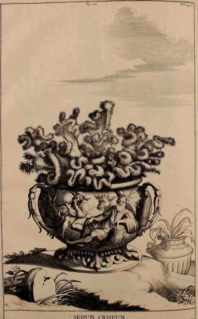 An illustration from Naauwkeurige beschryving der aardgewassen, waar in de veelerley aart en bijzondere eigenschappen der boomen, heesters, kruyden, bloemen, met haare vrugten, zaden, wortelen en bollen, neevens derzelver waare voort-teeling, gelukkige aanwinning, en heylzaame genees-krachten ... beschreeven worden;, 1696, leaf 539
