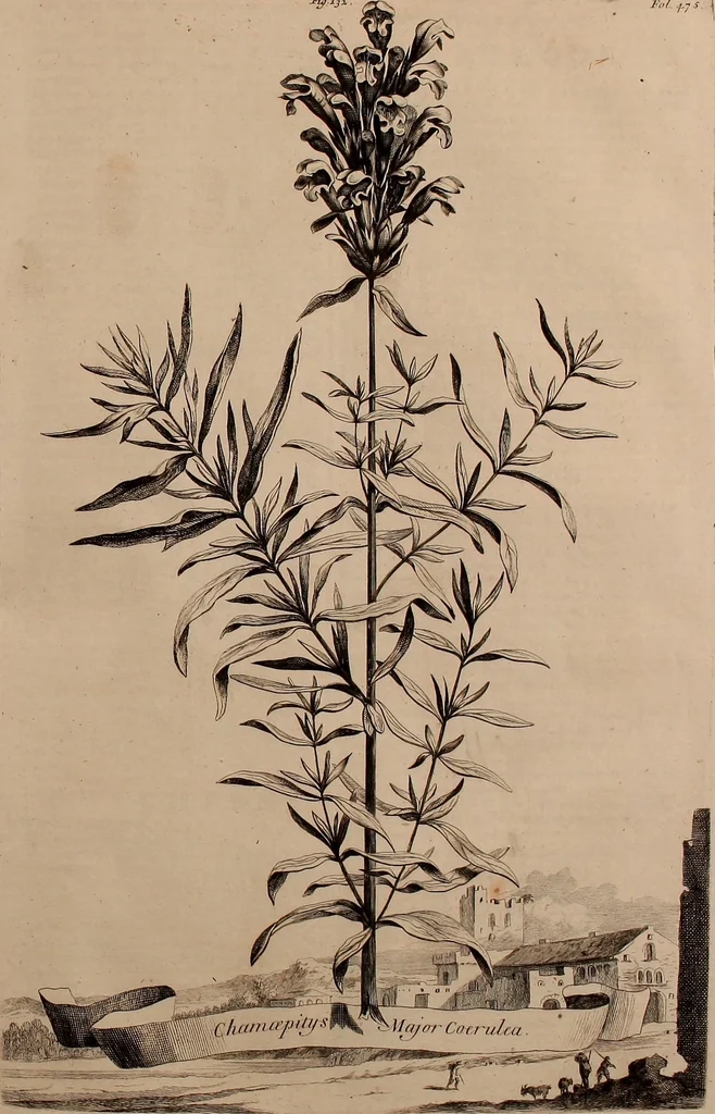 An illustration from Naauwkeurige beschryving der aardgewassen, waar in de veelerley aart en bijzondere eigenschappen der boomen, heesters, kruyden, bloemen, met haare vrugten, zaden, wortelen en bollen, neevens derzelver waare voort-teeling, gelukkige aanwinning, en heylzaame genees-krachten ... beschreeven worden;, 1696, leaf 544