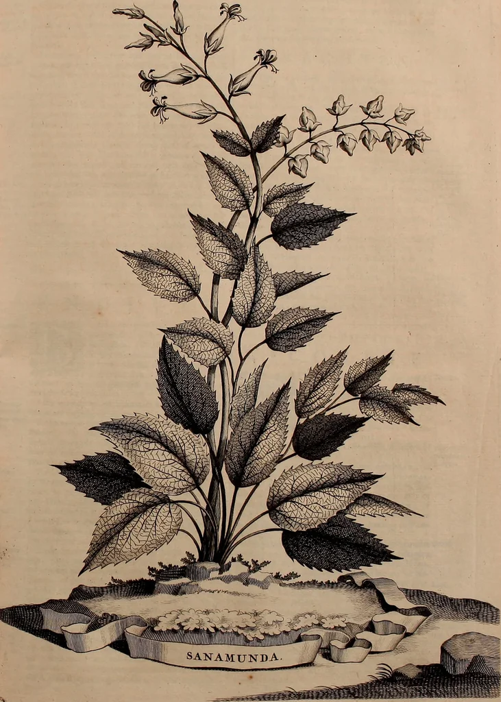 An illustration from Naauwkeurige beschryving der aardgewassen, waar in de veelerley aart en bijzondere eigenschappen der boomen, heesters, kruyden, bloemen, met haare vrugten, zaden, wortelen en bollen, neevens derzelver waare voort-teeling, gelukkige aanwinning, en heylzaame genees-krachten ... beschreeven worden;, 1696, leaf 552