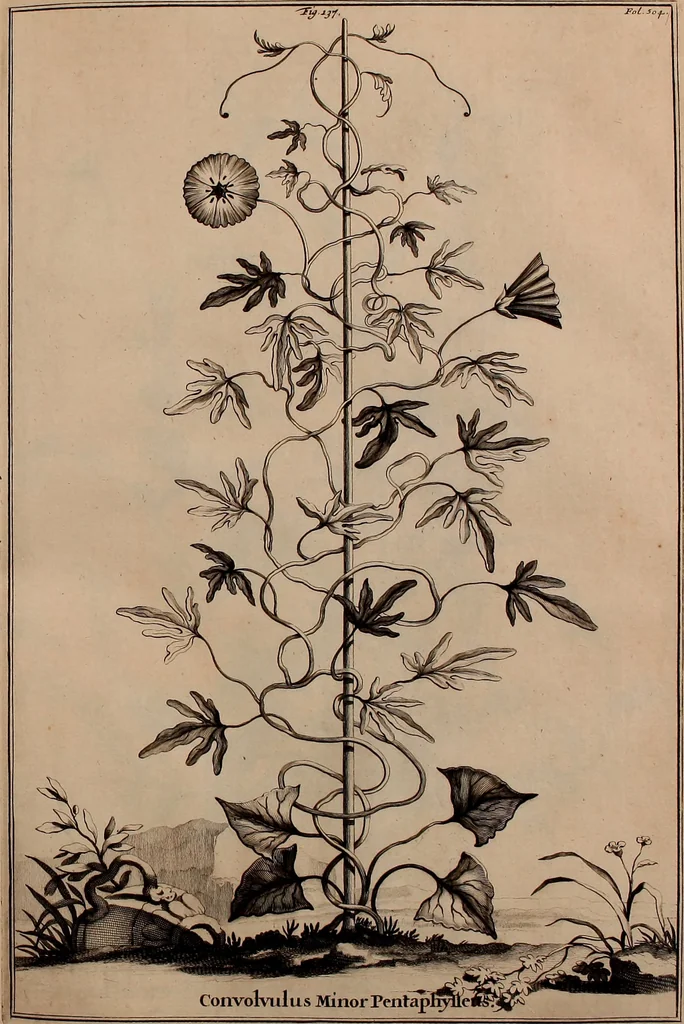 An illustration from Naauwkeurige beschryving der aardgewassen, waar in de veelerley aart en bijzondere eigenschappen der boomen, heesters, kruyden, bloemen, met haare vrugten, zaden, wortelen en bollen, neevens derzelver waare voort-teeling, gelukkige aanwinning, en heylzaame genees-krachten ... beschreeven worden;, 1696, leaf 568